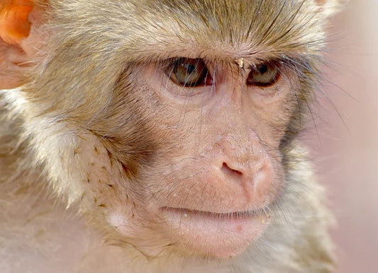 Humans Aren't The Only Ones That Can Masturbate